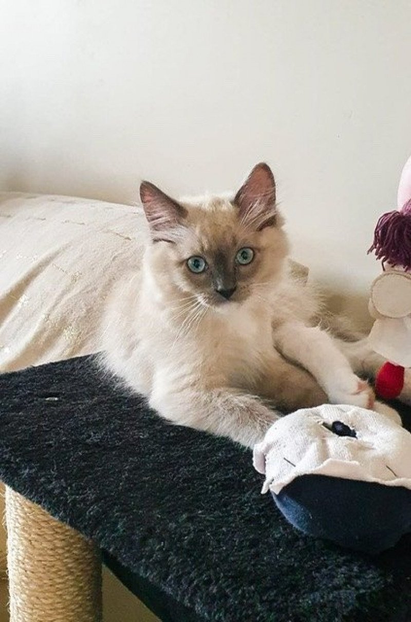 TONTON GASTON de L'Eden du Gival Mâle Ragdoll TONTON GASTON de L'Eden du Gival Mâle Ragdoll