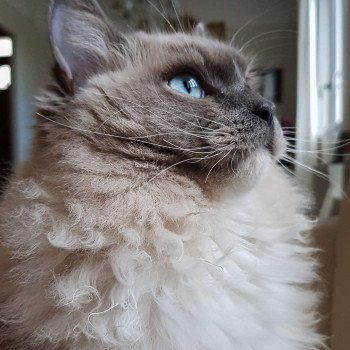 TONTON GASTON de L'Eden du Gival Mâle Ragdoll