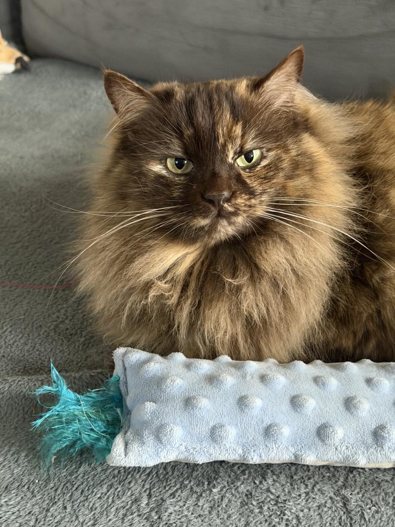 Close to nature's Tasty sweet TOOTS Femelle Ragdoll