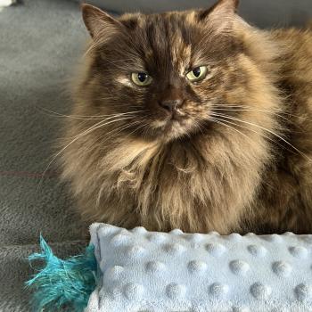 Close to nature's Tasty sweet TOOTS Femelle Ragdoll