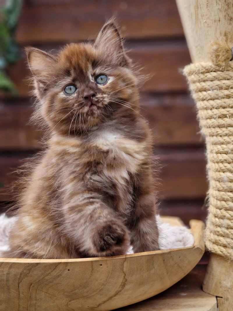 Toots Femelle Ragdoll Toots Femelle Ragdoll