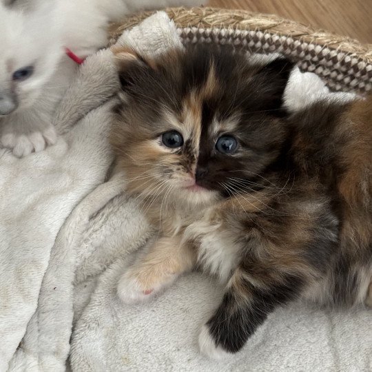 Y'COOKIE de L'Eden du Gival Femelle Ragdoll
