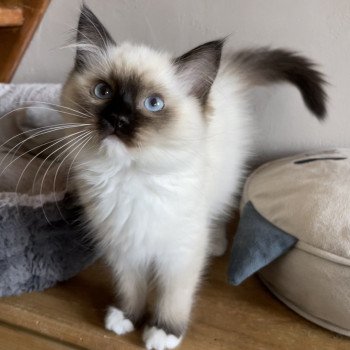 chaton Ragdoll seal point mitted TCHOUPIE L'Eden du Gival