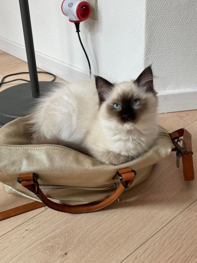 TCHOUPIE de L'Eden du Gival Femelle Ragdoll