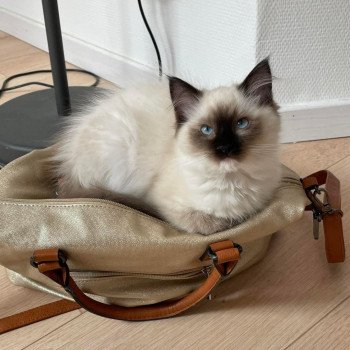 chaton Ragdoll seal point mitted TCHOUPIE L'Eden du Gival