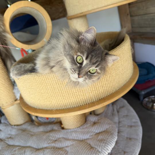 TSARINE Femelle Ragdoll