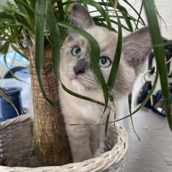 chat Ragdoll blue mink mitted U & Me EI L'Eden du Gival