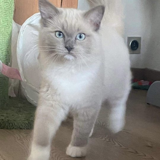 U & ME (UME) du CHASHIRE Femelle Ragdoll