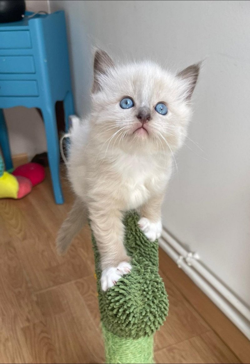 ULK de L'Eden du Gival Mâle Ragdoll ULK de L'Eden du Gival Mâle Ragdoll