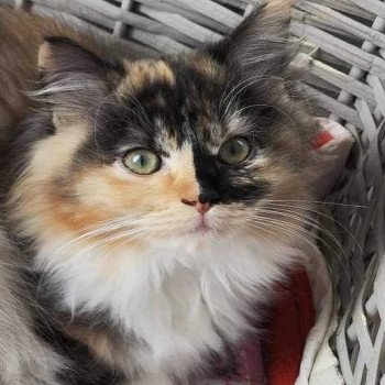 chat Ragdoll black tortie mitted UNDIZ EI L'Eden du Gival