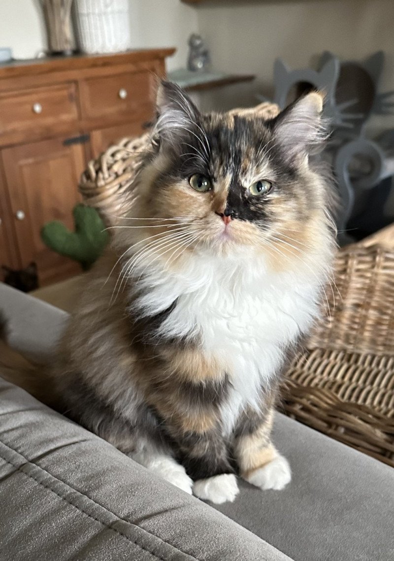 UNDIZ du Reve a Madilane Femelle Ragdoll