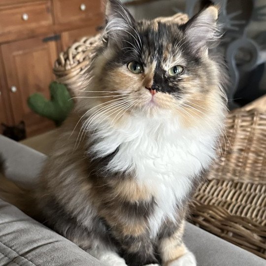 UNDIZ du Reve a Madilane Femelle Ragdoll