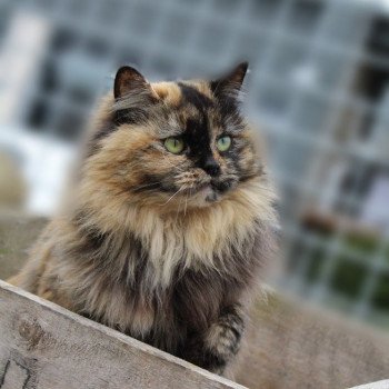 chat Ragdoll black tortie UNIQUE Les Ragdolls De L'Eden du Gival