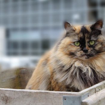 chat Ragdoll black tortie UNIQUE Les Ragdolls De L'Eden du Gival