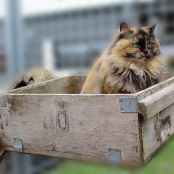 chat Ragdoll black tortie UNIQUE Les Ragdolls De L'Eden du Gival