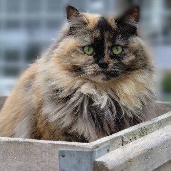 chat Ragdoll black tortie UNIQUE Les Ragdolls De L'Eden du Gival