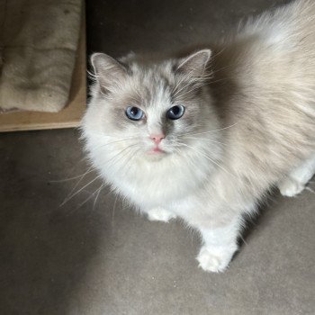 chat Ragdoll blue point bicolor Ushuaia EI L'Eden du Gival