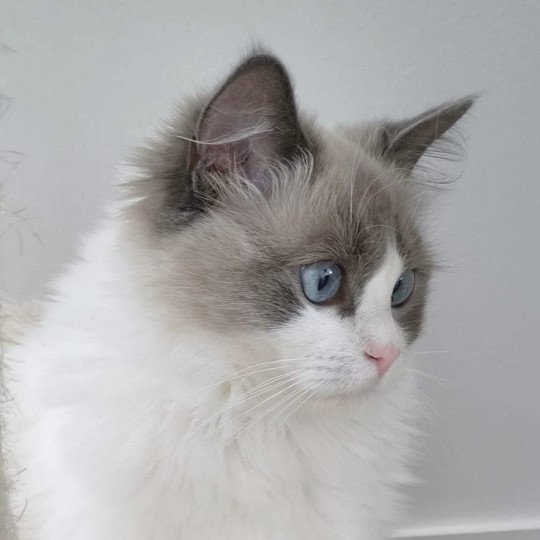 UTOPIA de L'Eden du Gival Femelle Ragdoll