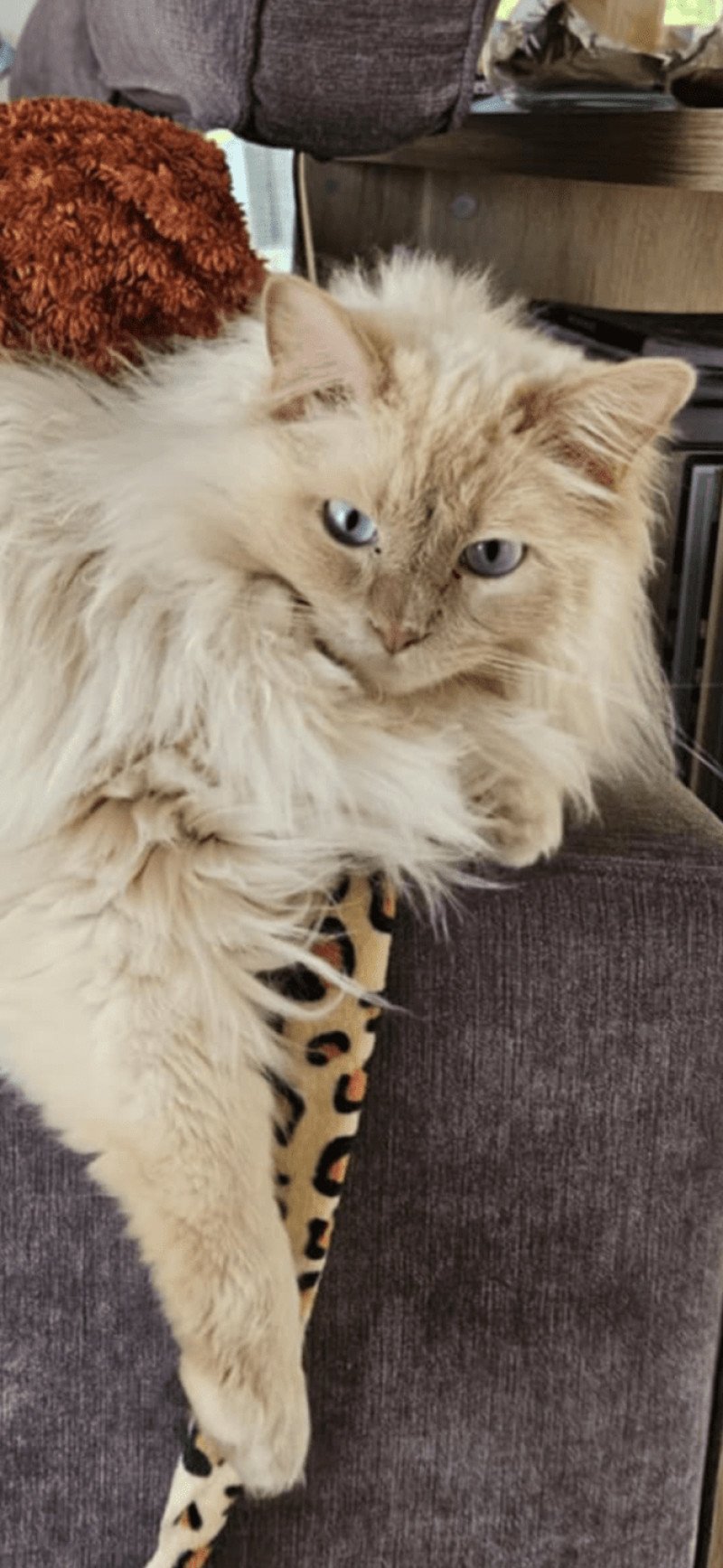 U'LYSSE de L'Eden du Gival Mâle Ragdoll U'LYSSE de L'Eden du Gival Mâle Ragdoll