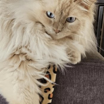 chaton Ragdoll cinnamon tabby mink mitted U'LYSSE EI L'Eden du Gival chaton Ragdoll cinnamon tabby mink mitted U'LYSSE EI L'Eden du Gival
