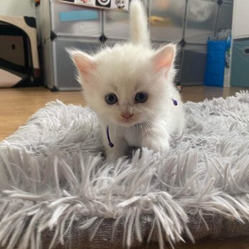 chaton Ragdoll lilac tabby sepia & blanc violet fonce EI L'Eden du Gival