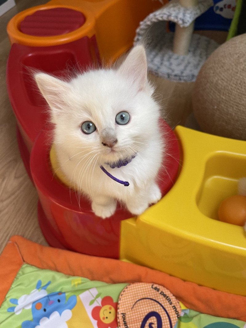 U'Lysse de L'Eden du Gival Mâle Ragdoll U'Lysse de L'Eden du Gival Mâle Ragdoll