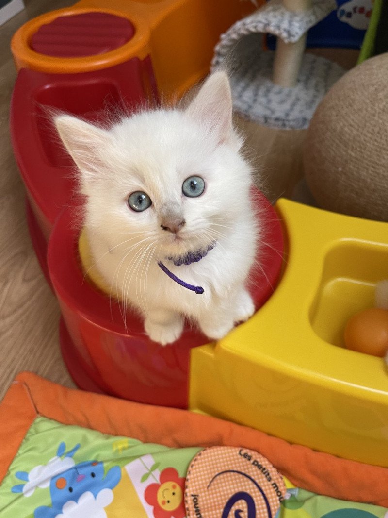 U'Lysse de L'Eden du Gival Mâle Ragdoll