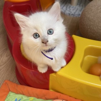 chaton Ragdoll cinnamon tabby mink & blanc violet fonce EI L'Eden du Gival