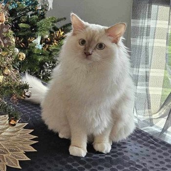 chaton Ragdoll cinnamon tabby mink mitted U'Lysse EI L'Eden du Gival