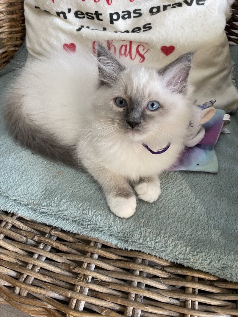 Uggy de L'Eden du Gival Mâle Ragdoll Uggy de L'Eden du Gival Mâle Ragdoll