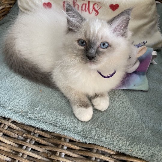 Uggy de L'Eden du Gival Mâle Ragdoll