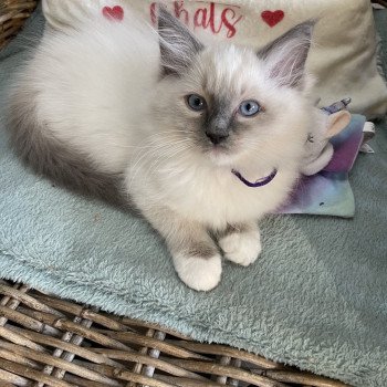 chaton Ragdoll blue point mitted Uggy EI L'Eden du Gival