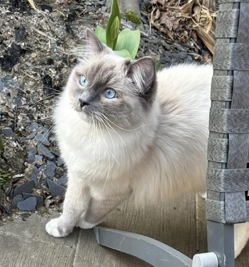 Uggy de L'Eden du Gival Mâle Ragdoll