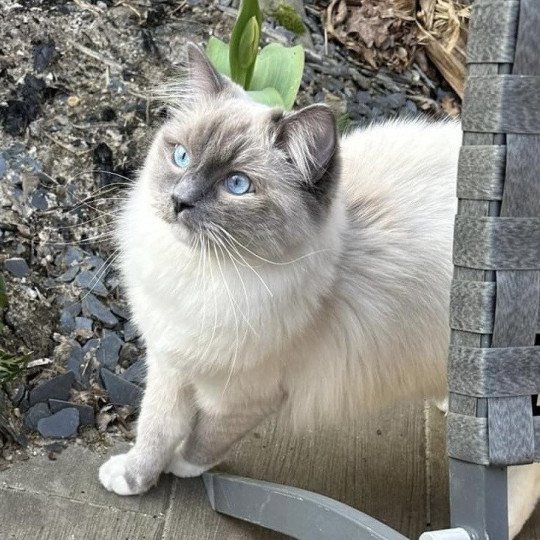 Uggy de L'Eden du Gival Mâle Ragdoll