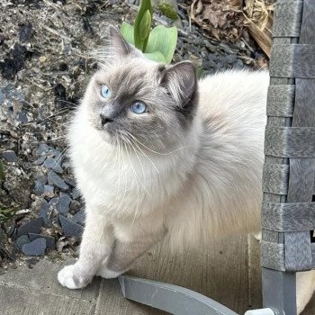 chaton Ragdoll blue point mitted Uggy EI L'Eden du Gival