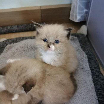 chaton Ragdoll seal mink mitted RAYMOND L'Eden du Gival