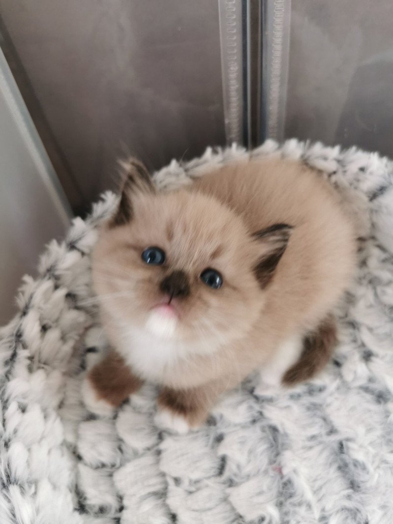 R'mione L'Eden du Gival Femelle Ragdoll
