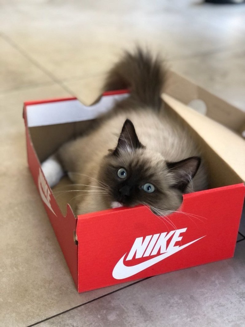 R'mione L'Eden du Gival Femelle Ragdoll