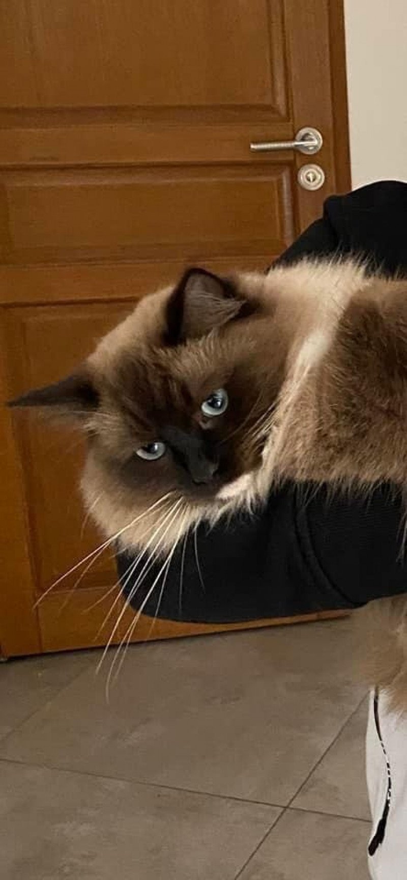 R'mione L'Eden du Gival Femelle Ragdoll R'mione L'Eden du Gival Femelle Ragdoll