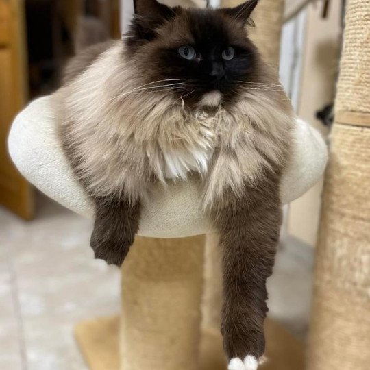 R'mione L'Eden du Gival Femelle Ragdoll