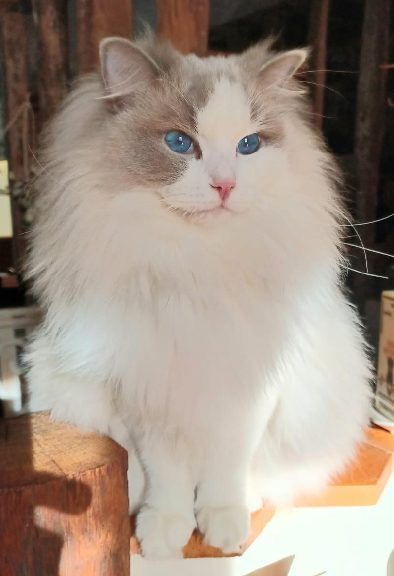 ULHAN de L'Eden du Gival Mâle Ragdoll