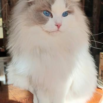 chaton Ragdoll blue point bicolor ULHAN EI L'Eden du Gival