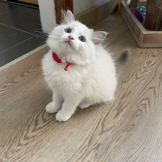 ULHAN de L'Eden du Gival Mâle Ragdoll