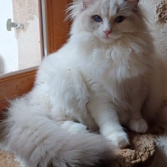 ULHAN de L'Eden du Gival Mâle Ragdoll