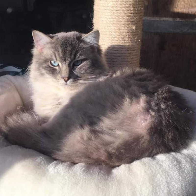 ZEUS Mâle Ragdoll