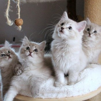 chat Ragdoll blue tabby mink ZEUS L'Eden du Gival