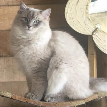 chat Ragdoll blue tabby mink ZEUS L'Eden du Gival