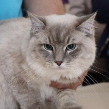 chat Ragdoll blue tabby mink ZEUS L'Eden du Gival