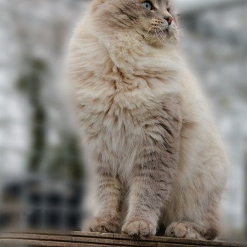 chat Ragdoll blue tabby mink ZEUS Les Ragdolls De L'Eden du Gival