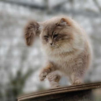 chat Ragdoll blue tabby mink ZEUS Les Ragdolls De L'Eden du Gival